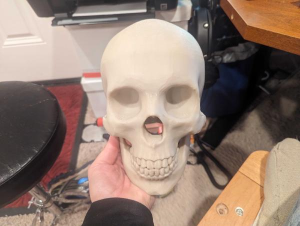 3D Printed Skull