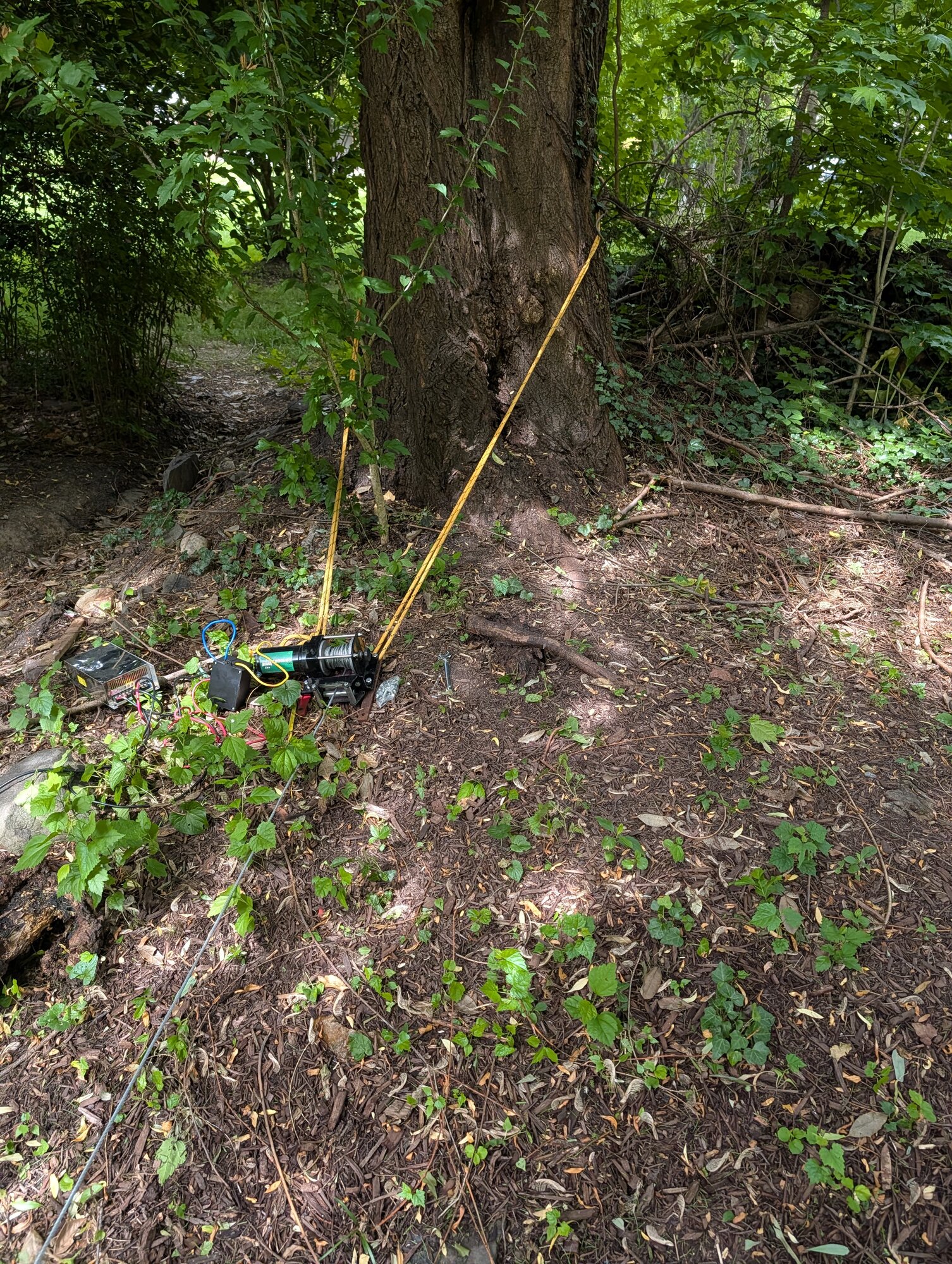 ./tree-anchor.jpg ./tree-anchor.jpg