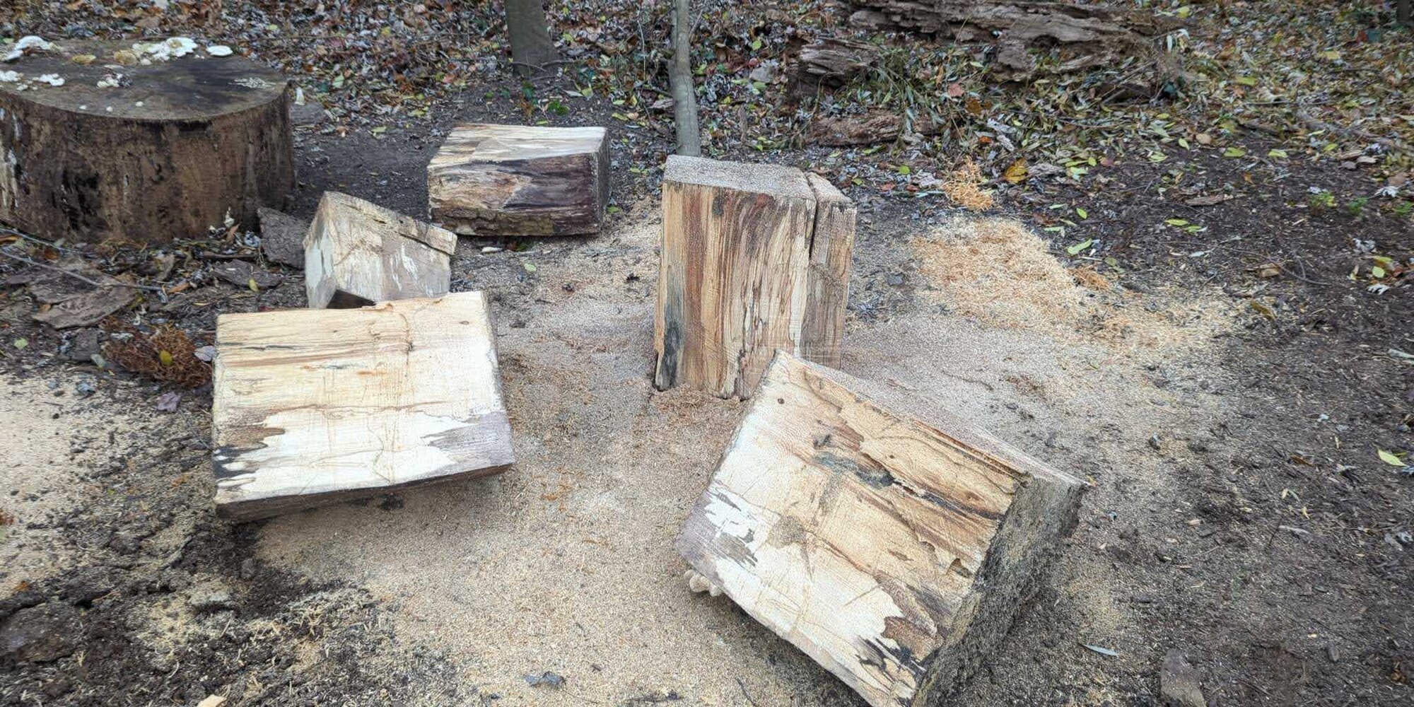 ./sycamore-blanks.jpg ./sycamore-blanks.jpg