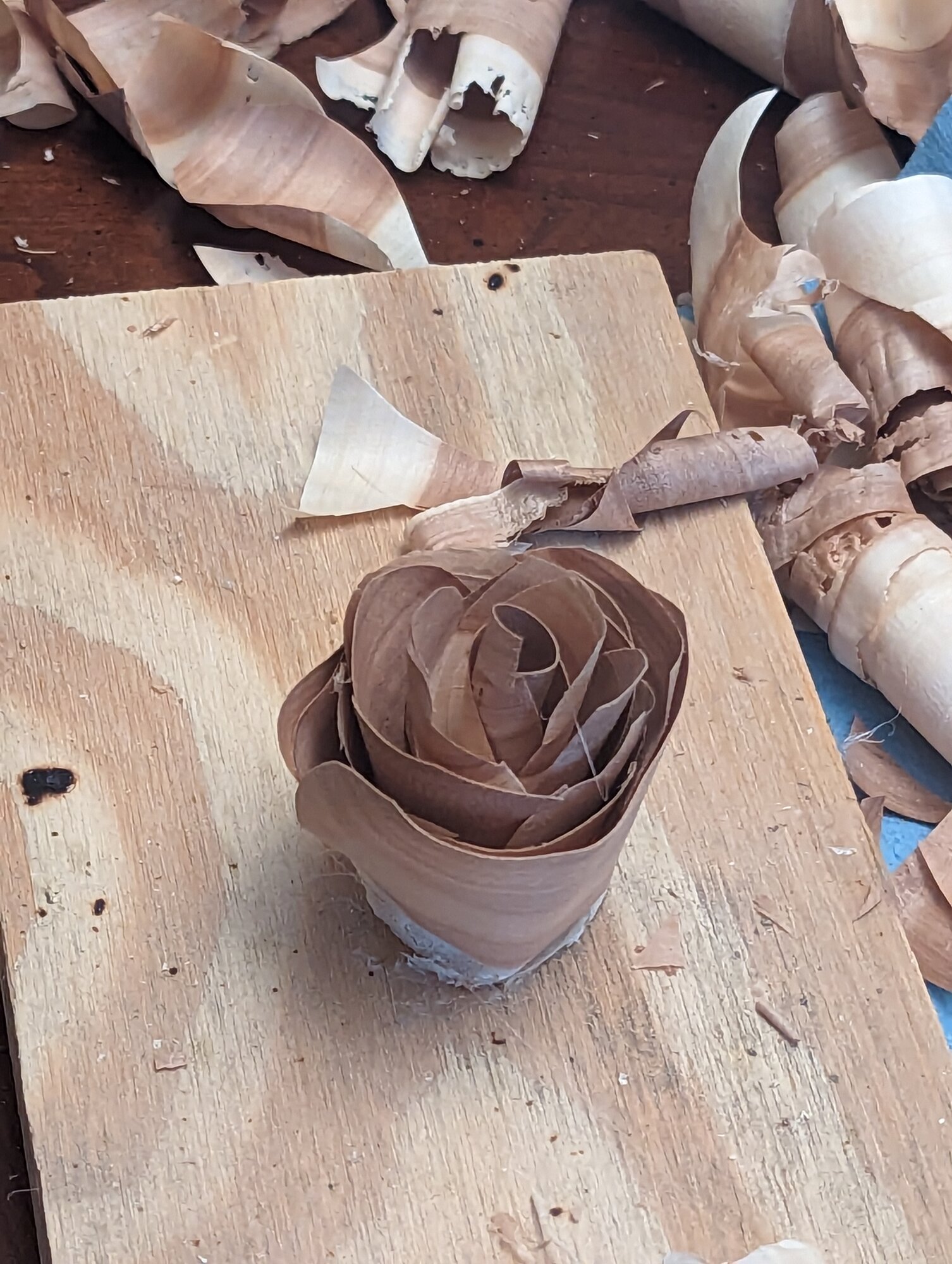 ./shaving-rose.jpg ./shaving-rose.jpg